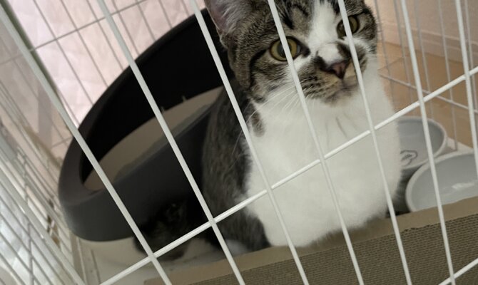 1/16 過酷な外生活から3本足となり、幸せな家猫へと変化した名和さん😸