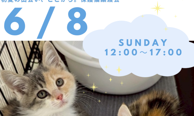 梅雨のはじまりに、小さなご縁を。キャットマッチングハウスで保護猫譲渡会を開催🐈✨