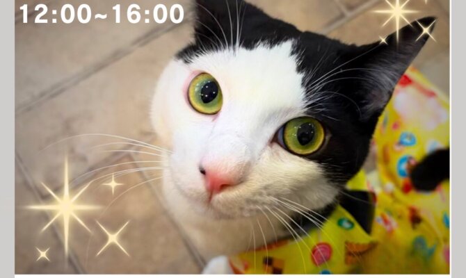 今日が家族のはじまりの日🐾柳ヶ瀬で開催されるサンビルで保護猫譲渡会🐈